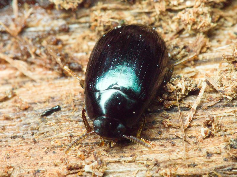 Platydema violaceum (Fabricius, 1790)